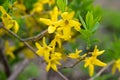 Korean Forsythia branch