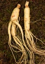 Korean fresh ginseng stick Royalty Free Stock Photo