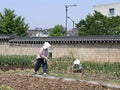 Korean Garderns work small garden inside historic wall