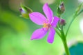 Korean ginseng flower