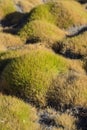 Korean Grass in Zen Garden