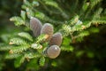 Korean green fir with cones on a branch close-up.Texture or background