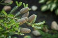 Korean green fir with four cones on a branch in the forest close-up