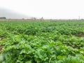 Korean Green leaf mustard growing in the field