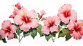 Korean Hibiscus Flower Png Transparent Background Flower Wallpapers