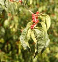 Korean honeysuckle in the park. Lonicera vesicaria. Red berries on the branch
