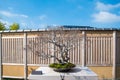 Korean Hornbeam bonsai in Omiya bonsai village