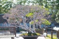 Korean Hornbeam bonsai in Omiya bonsai village