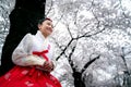 Korean lady in Hanbok dress in white cherry blossom pack Royalty Free Stock Photo