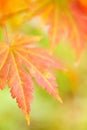 Korean maple leaves in autumn colors