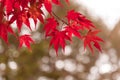 Korean Maple in Autumn