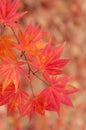 Korean Maple in Autumn