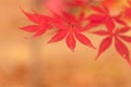 Korean Maple in Autumn