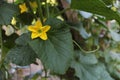 Korean Melon Bloom on Vine in Organic Garden Royalty Free Stock Photo