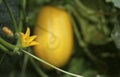 Korean Melon Bloom on Vine With Ripe Melon in Background. Organic Farm Image