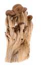 Korean Mini Oyster Mushrooms Royalty Free Stock Photo