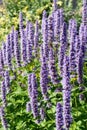 Korean Mint (Agastache rugosa) flower blossom