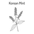 Korean mint Agastache rugosa , medicinal plant