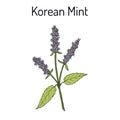 Korean mint Agastache rugosa , medicinal plant