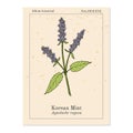 Korean mint Agastache rugosa , medicinal plant