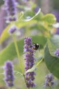 Korean mint Agastache rugosa, purple flower spike with bumblebee Royalty Free Stock Photo