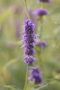 Korean mint Agastache rugosa, purple flower spike Royalty Free Stock Photo