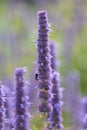Korean mint Agastache rugosa, purple flower spikes with bumblebee Royalty Free Stock Photo