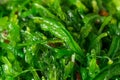 Korean Miyeok Julgi Bokkeum Seaweed Side Royalty Free Stock Photo