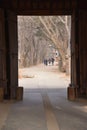 Korean nami Island winter dry forest