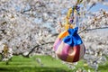 Korean New Year or Seollal. Sebaetdon lucky bag on Cherry blossom tree. Royalty Free Stock Photo