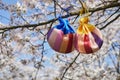 Korean New Year or Seollal. Sebaetdon lucky bag on Cherry blossom tree. Royalty Free Stock Photo