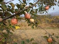 Korean orchard