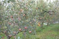 Korean Organic Apple Plantation