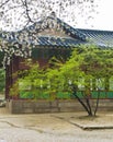 Korean pagoda with green tree and blooming sakura