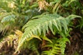 Korean rock fern or Polystichum Tsus-simense plant in Saint Gallen in Switzerland Royalty Free Stock Photo