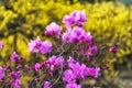 Korean rosebay or azalea