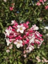 korean scented snowball flower, viburnum farreri in white magenta