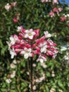 korean scented snowball flower, viburnum farreri in white magenta