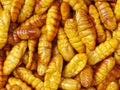 Korean silkworm pupus Royalty Free Stock Photo