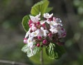 Korean Spice Bush Blossom