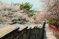 Hwaseong fortress with pink cherry blossoms in Suwon, Korea Royalty Free Stock Photo