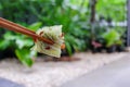 Korean traditional grilled BBQ food, samgyupsal, pork grilled in Lettuce with Chopsticks, Food for camping in winter