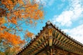 Korean traditional roof eaves with autumn leaves at Bulguksa temple in Gyeongju, Korea Royalty Free Stock Photo