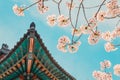 Korean traditional wooden eaves with cherry blossoms Royalty Free Stock Photo