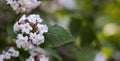 Korean viburnum Viburnum carlesii , belongs to the family Viburnaceae, native to Korea