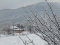Korean winter