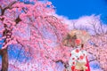 Korean woman in Hanbok is watching cherry blossom during sring in Korea Royalty Free Stock Photo