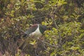 Koreru or New Zealand Wood Pigeon in the bush of Stewart Island, New Zealand. Royalty Free Stock Photo