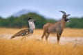 Kori with antelope in the background. Kori bustard, Ardeotis kori, largest flying bird native to Africa. Bird in the grass,