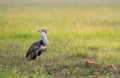 Kori-buastard, Ardeotis kori, Masaimara, Kenya, Africa